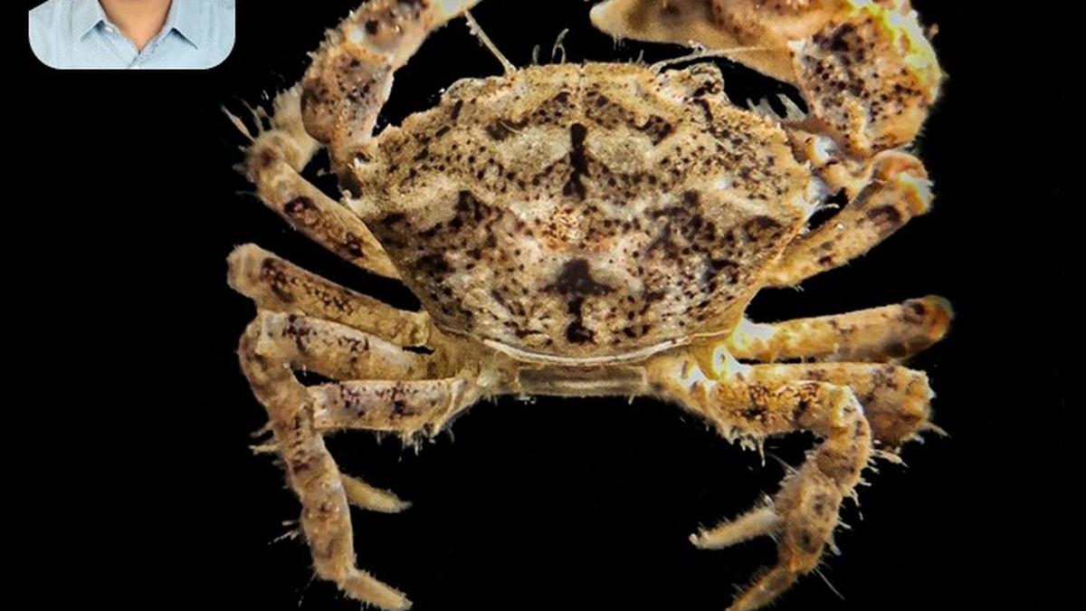 New species of crab named in honour of Cusat professor The Hindu